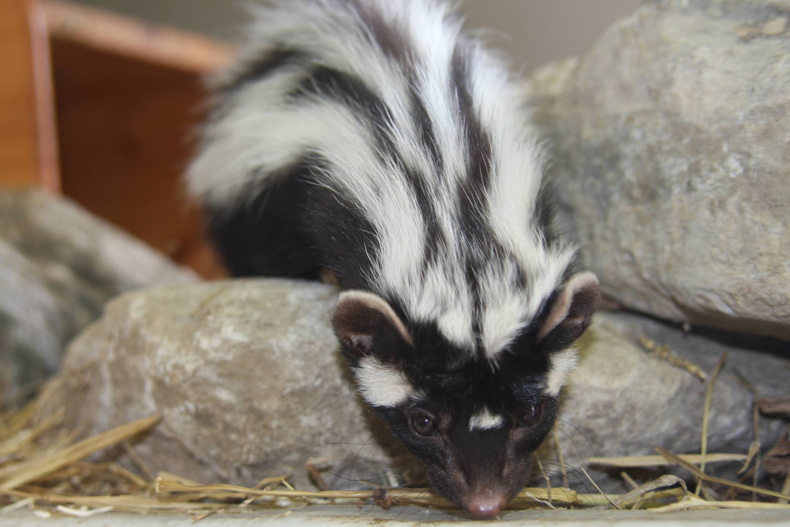 Paradise Wildlife Park 2010