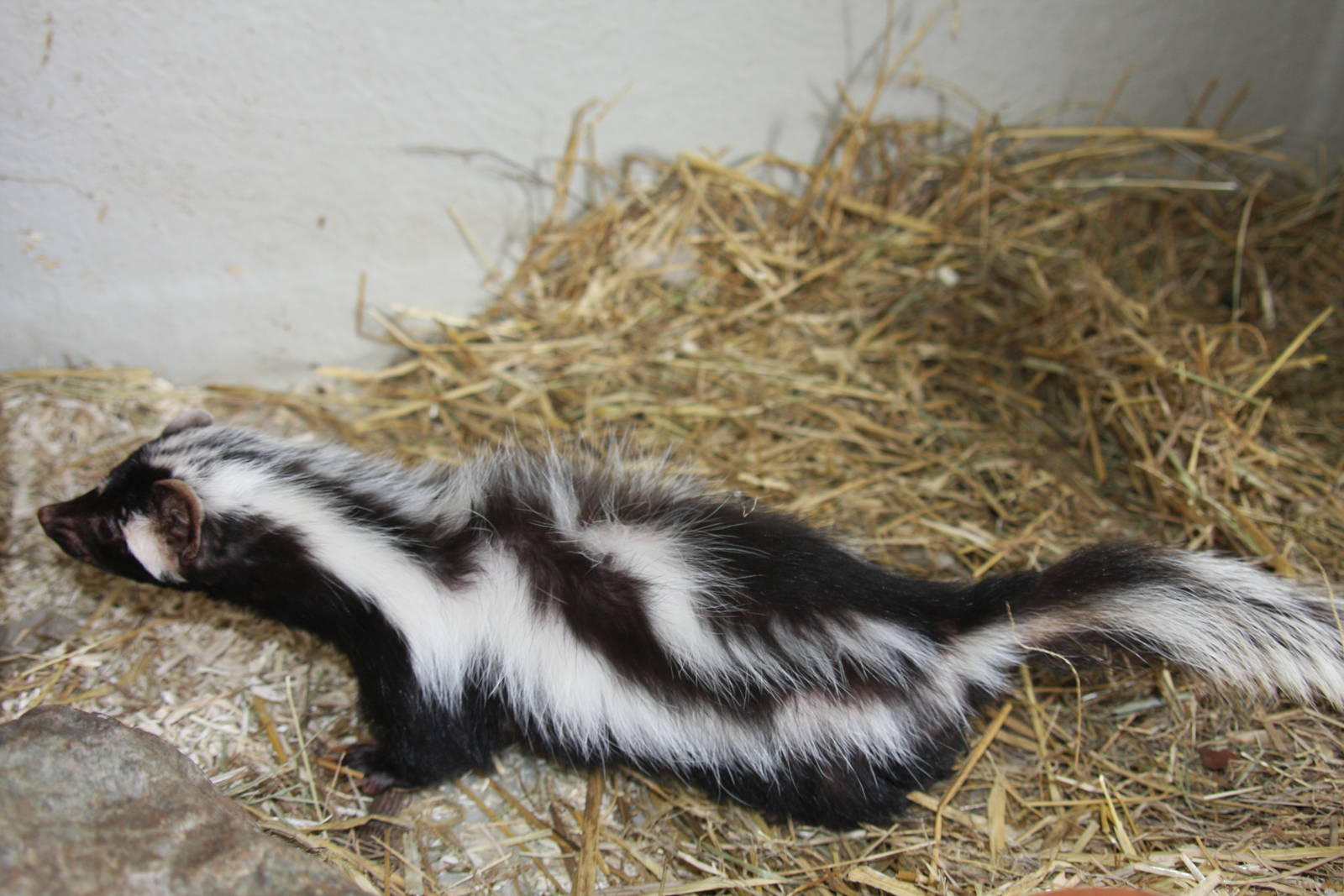 Paradise Wildlife Park 2010