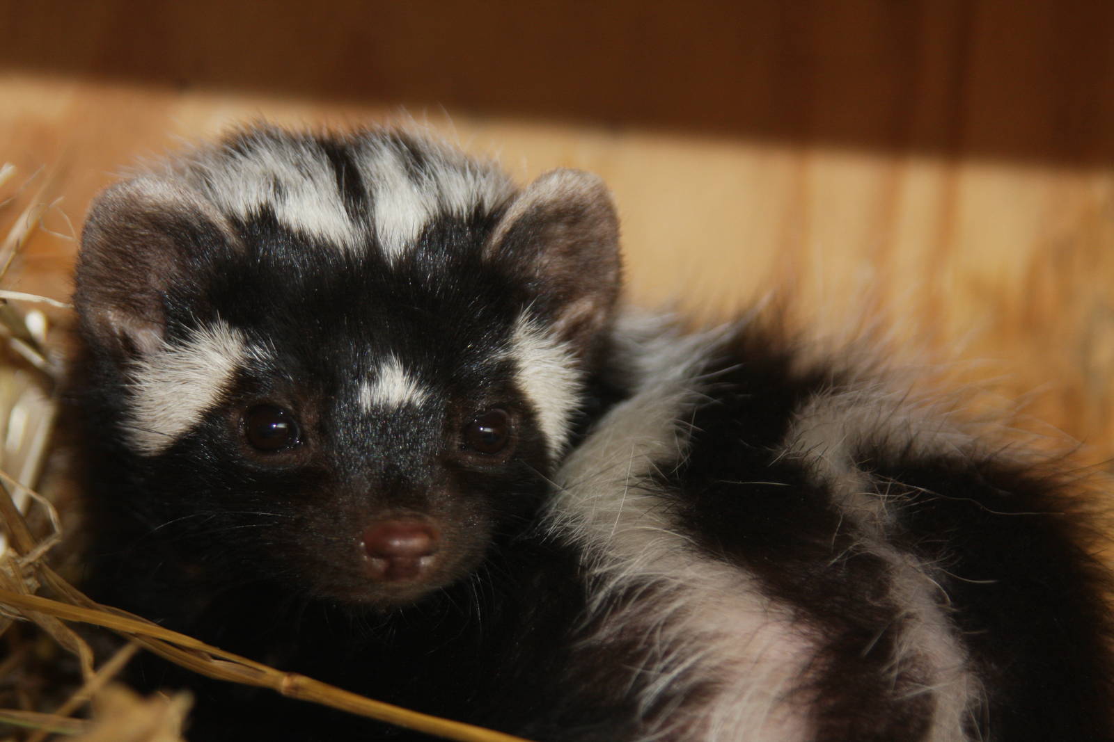 Paradise Wildlife Park 2010