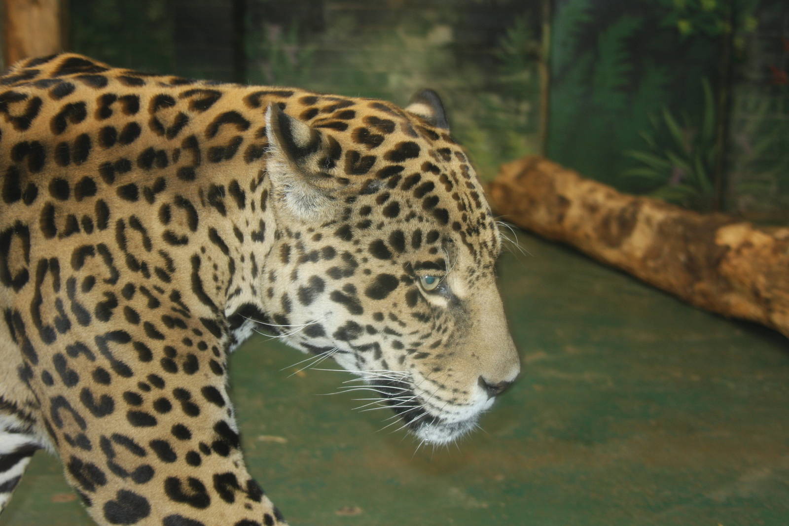 Paradise Wildlife Park 2010