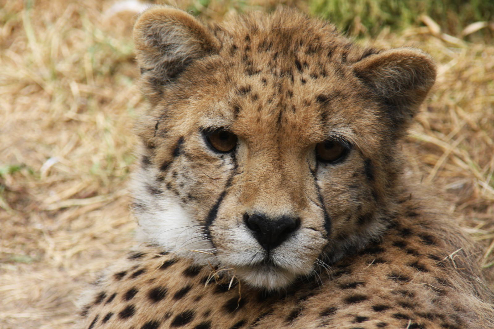 Paradise Wildlife Park 2010