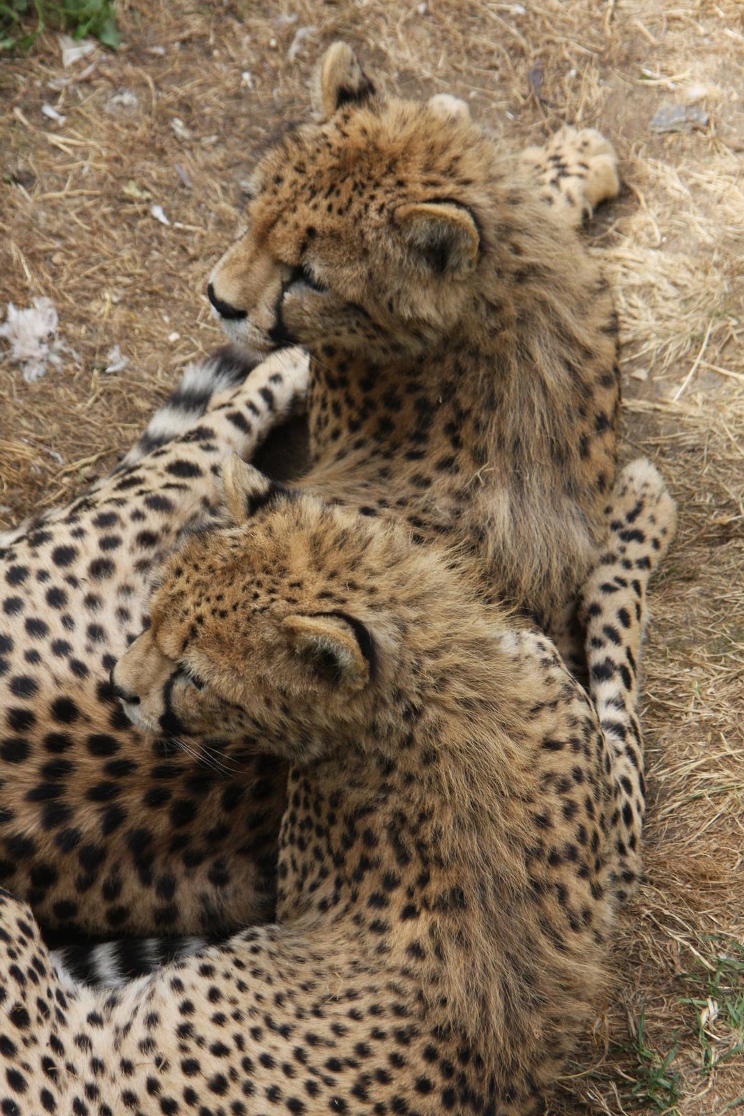 Paradise Wildlife Park 2010