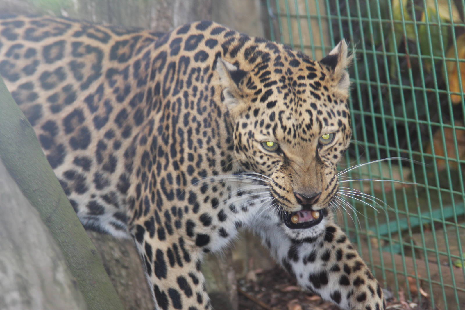 Paradise Wildlife Park 2010