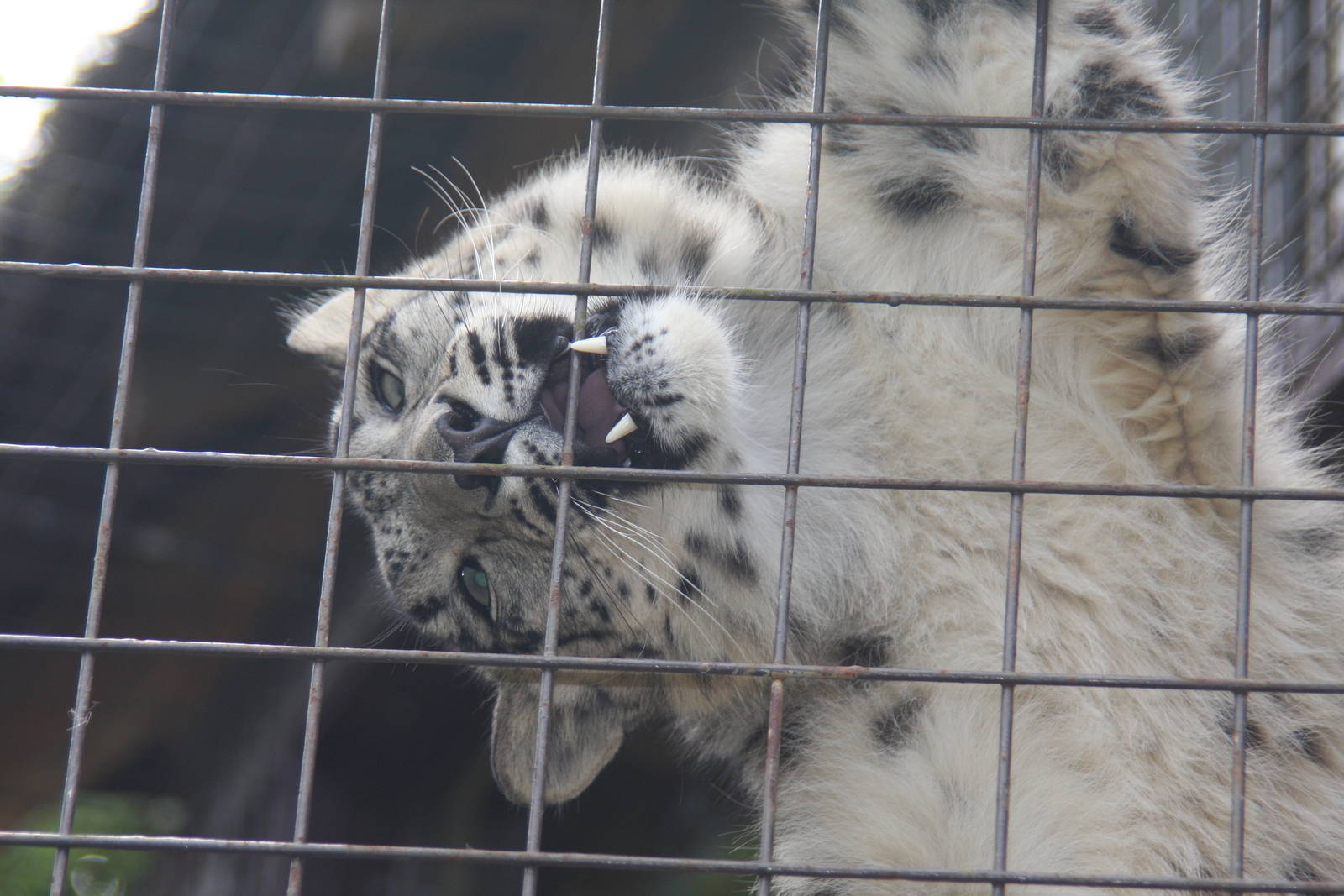 Paradise Wildlife Park 2010