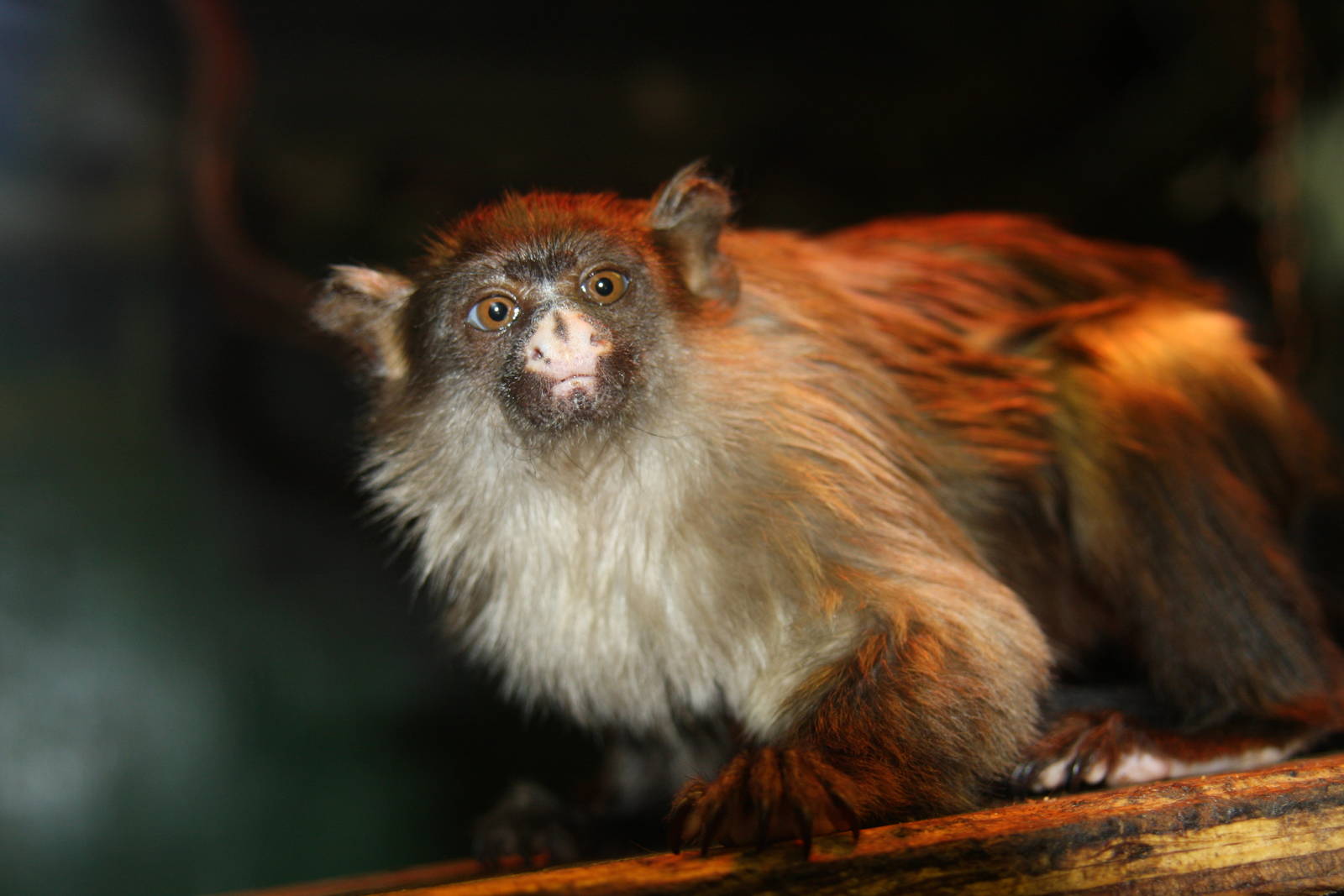 Paradise Wildlife Park 2010