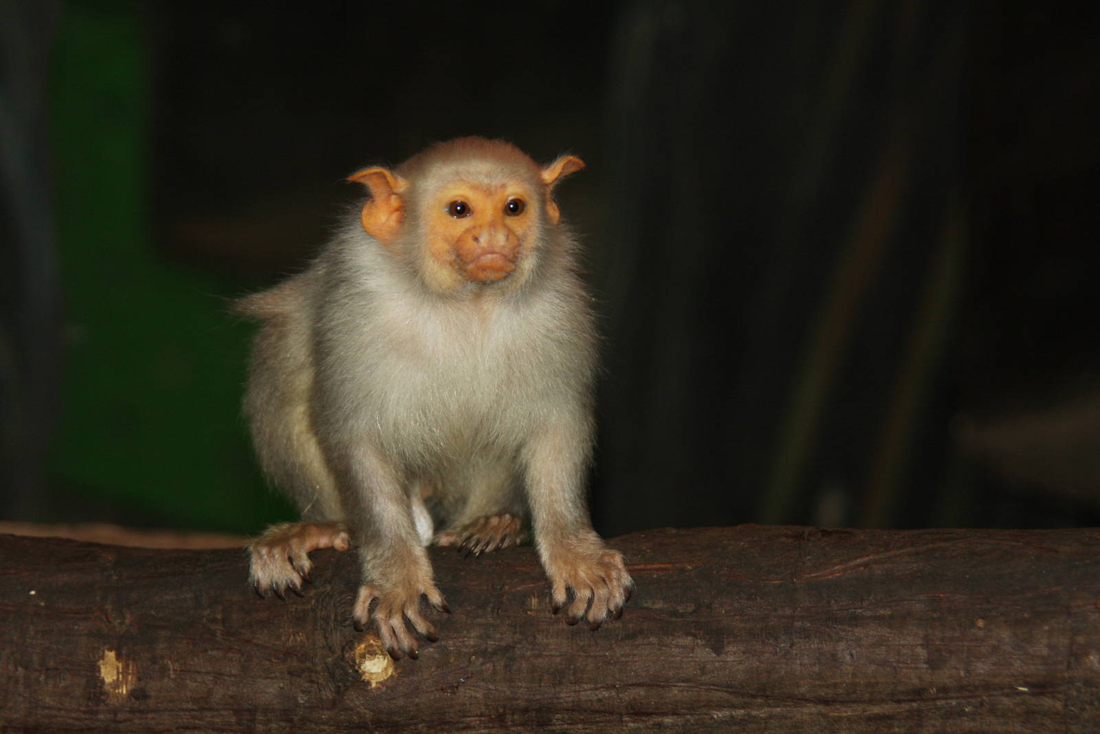 Paradise Wildlife Park 2010