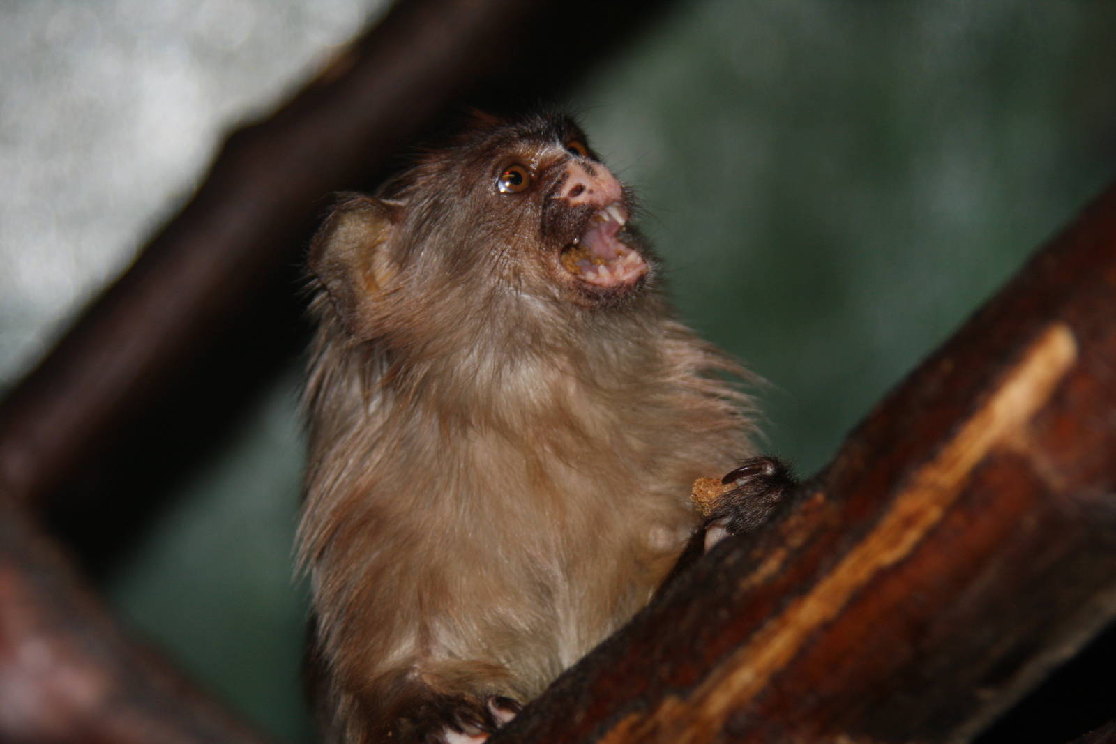 Paradise Wildlife Park 2010