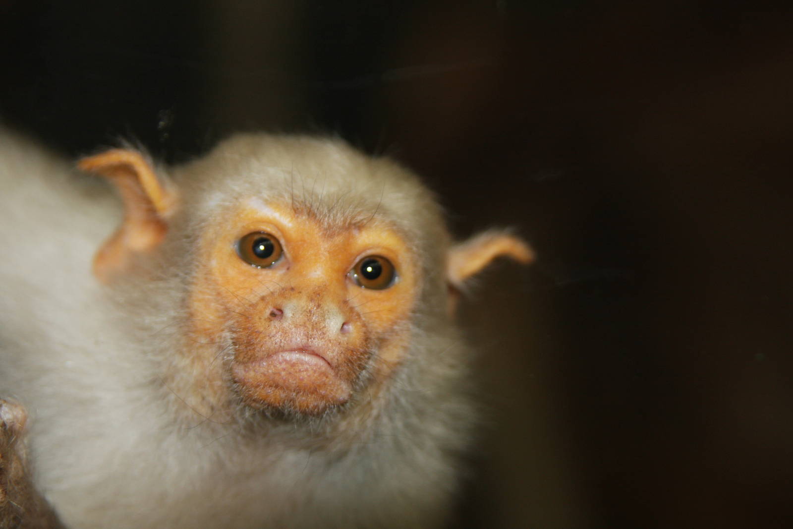 Paradise Wildlife Park 2010