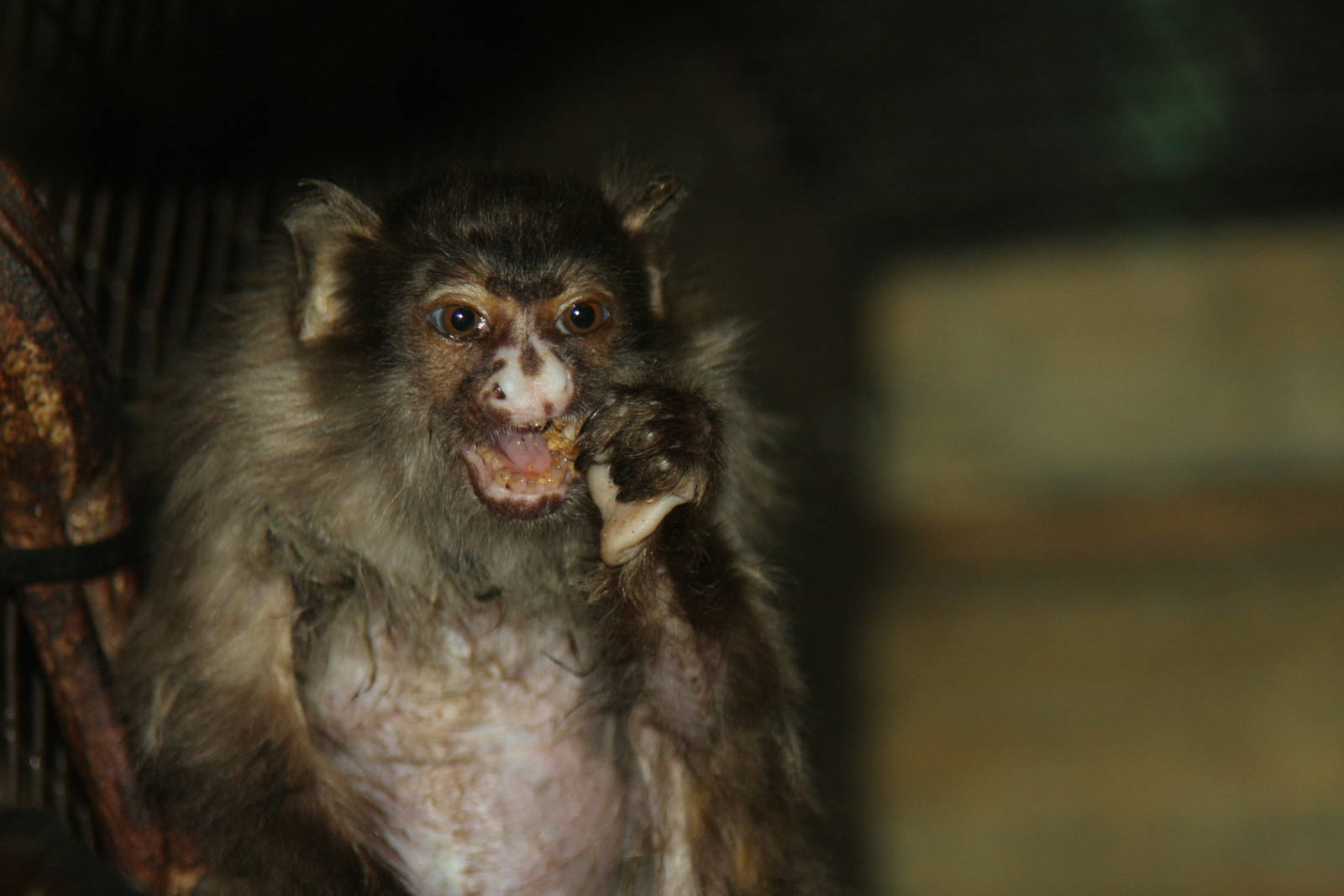 Paradise Wildlife Park 2010