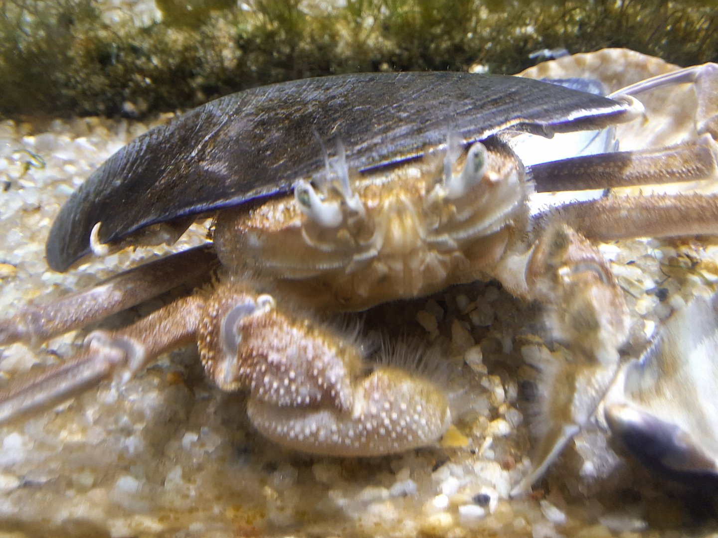 Paradorippe granulata