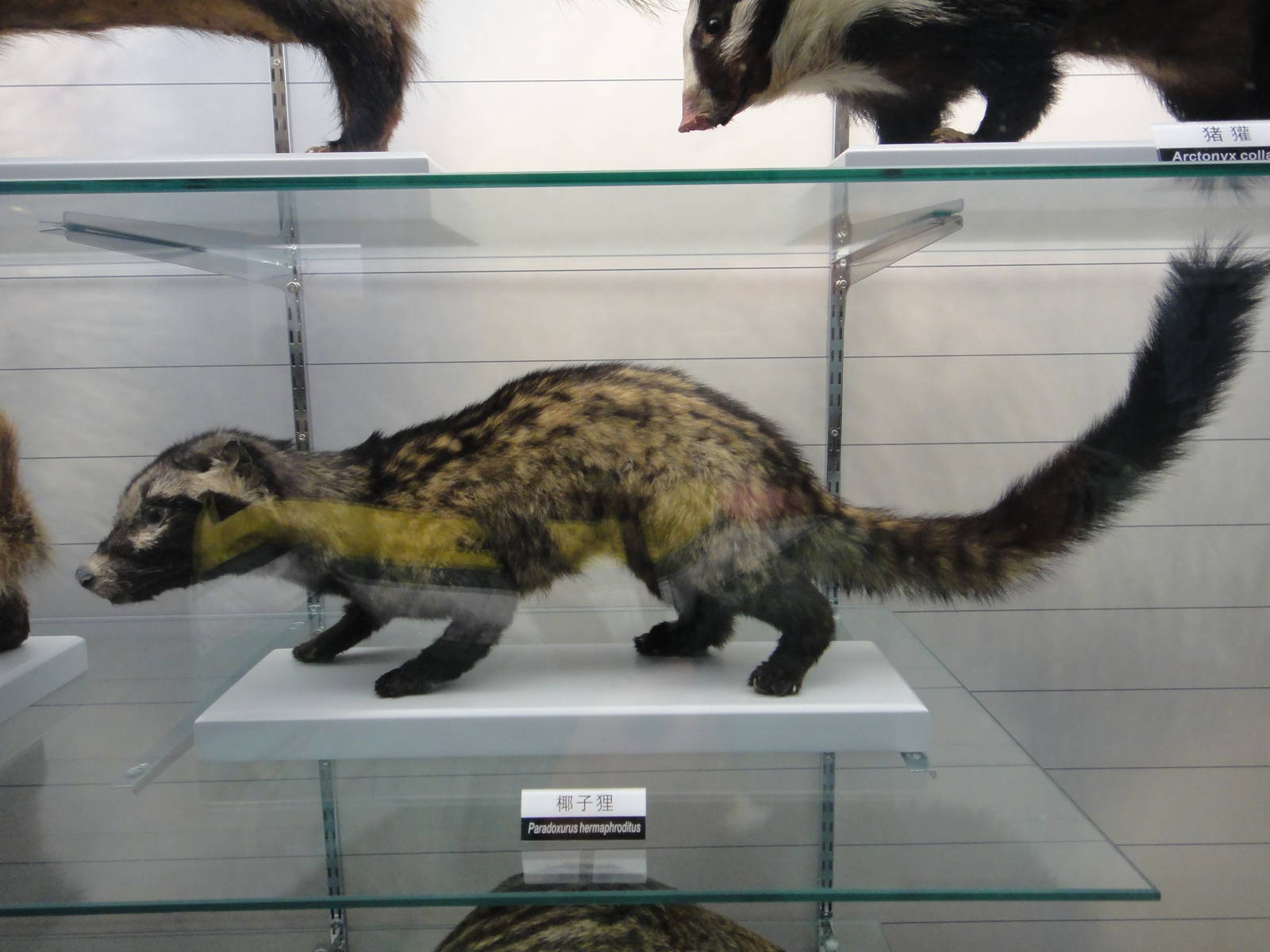 Paradoxurus hermaphroditus