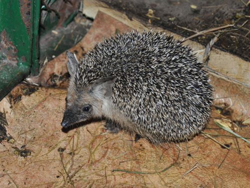 Paraechinus hypomelas eversmanni / Brandt's hedgehog at Karagandy zoo