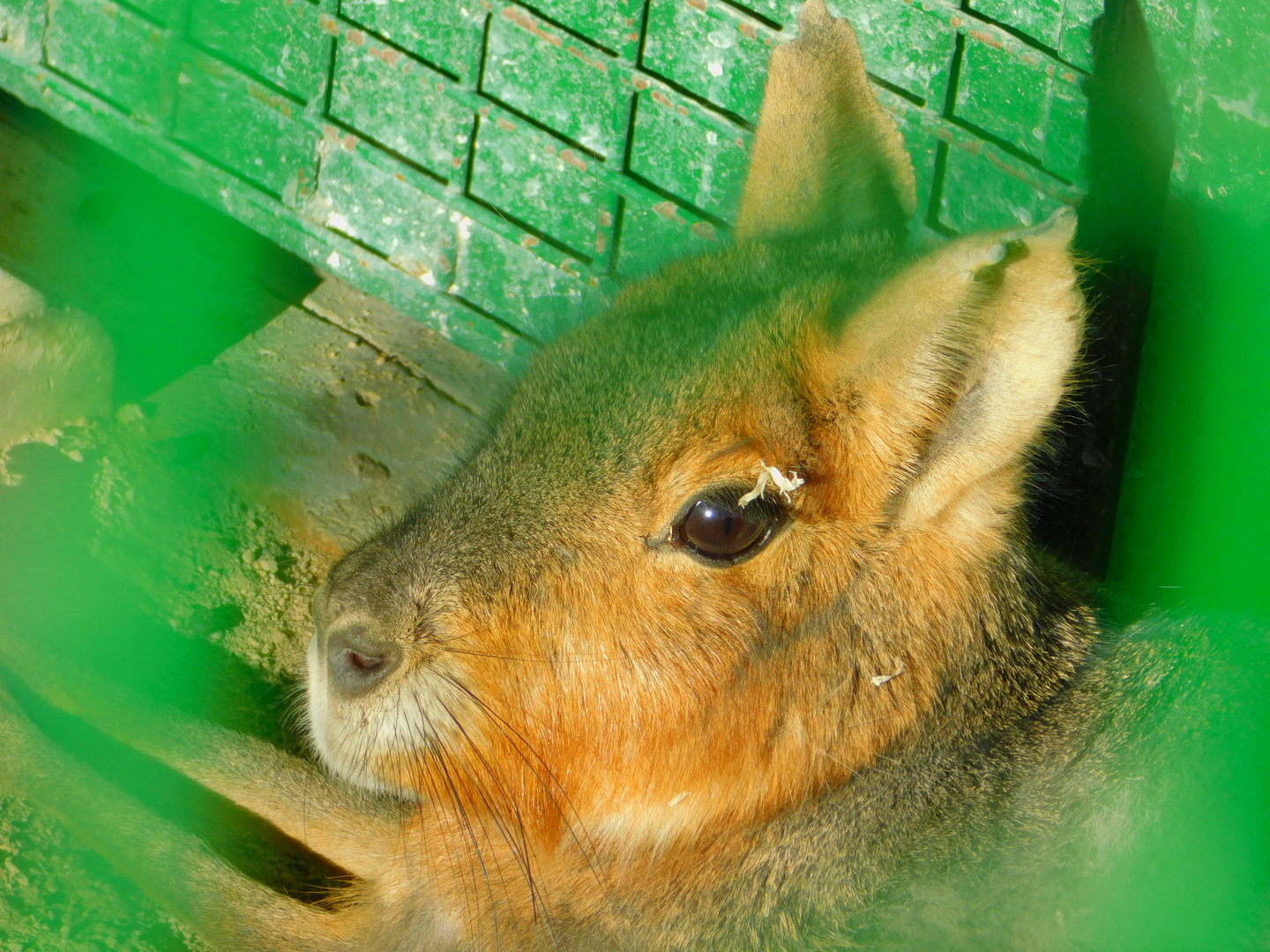 Paragonian Mara Potrait