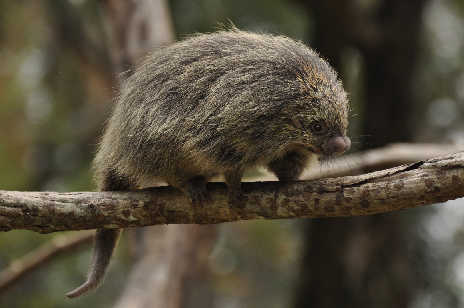 Paraguaian hairy dwarf porcupine (Coendou spinosus)