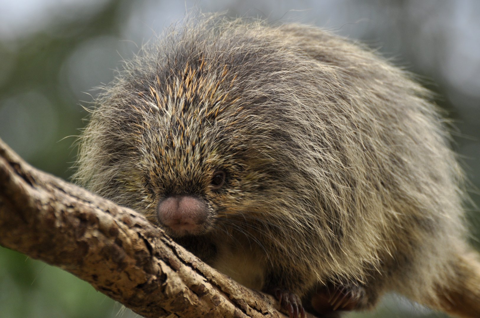 Paraguaian hairy dwarf porcupine (Coendou spinosus)