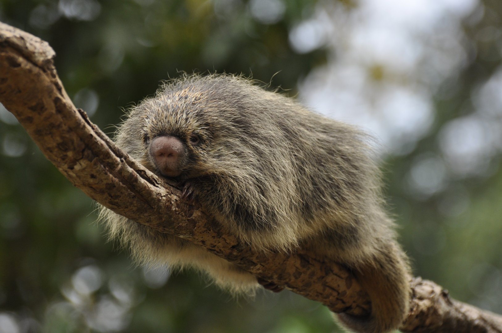 Paraguaian hairy dwarf porcupine (Coendou spinosus)