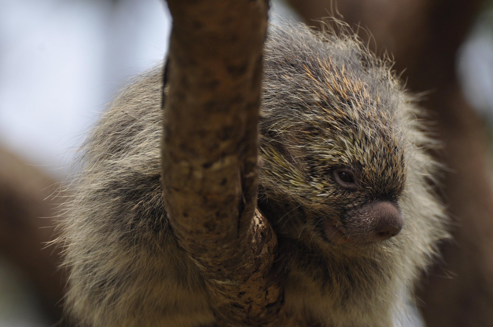 Paraguaian hairy dwarf porcupine (Coendou spinosus)