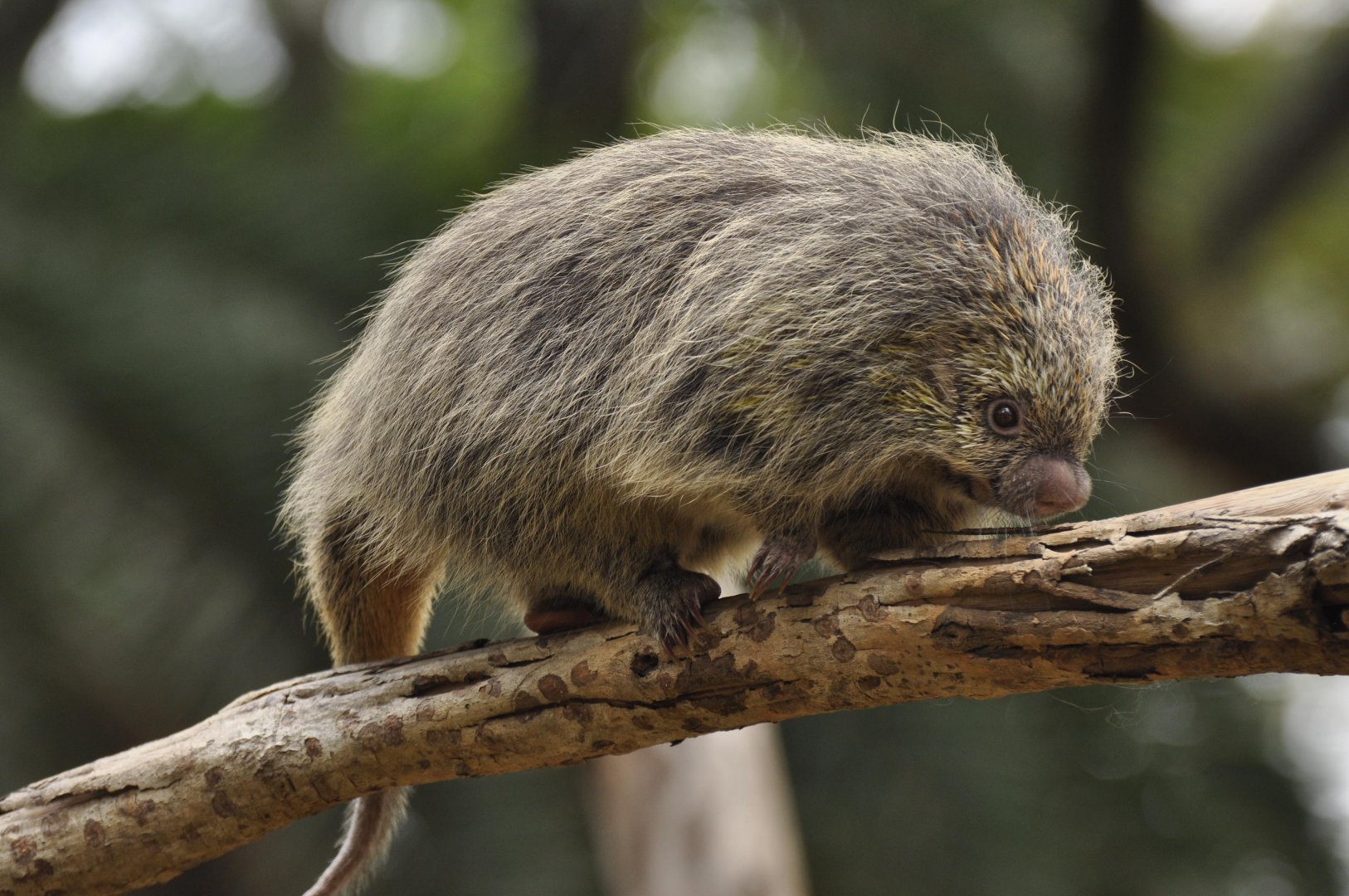 Paraguaian hairy dwarf porcupine (Coendou spinosus)