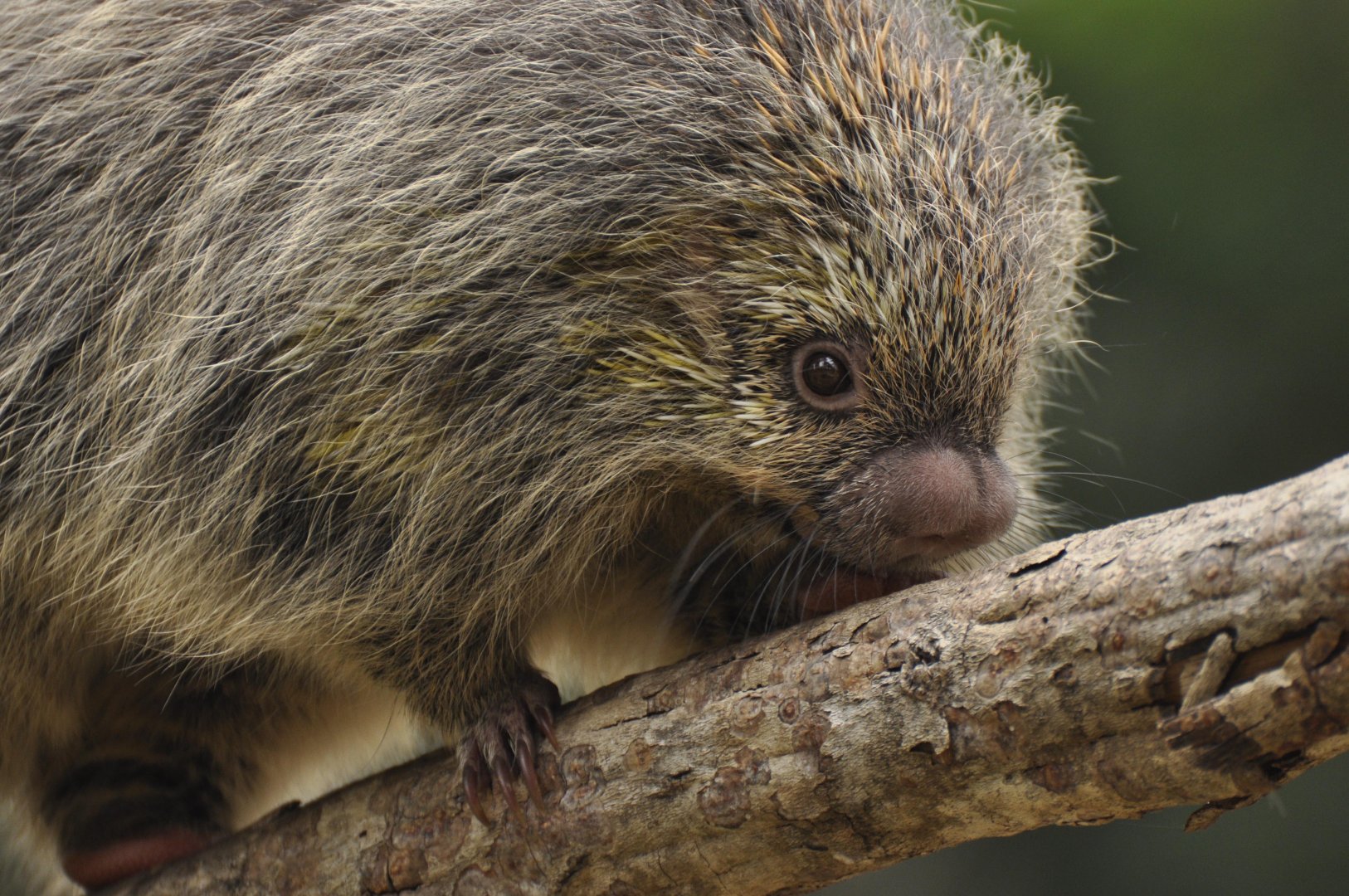 Paraguaian hairy dwarf porcupine (Coendou spinosus)
