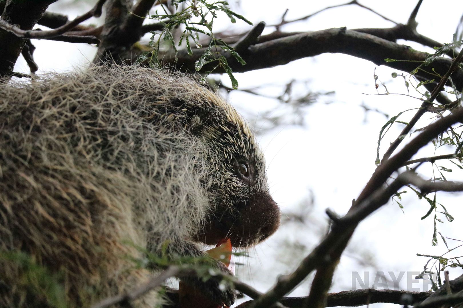 Paraguaian hairy dwarf porcupine, May 2016