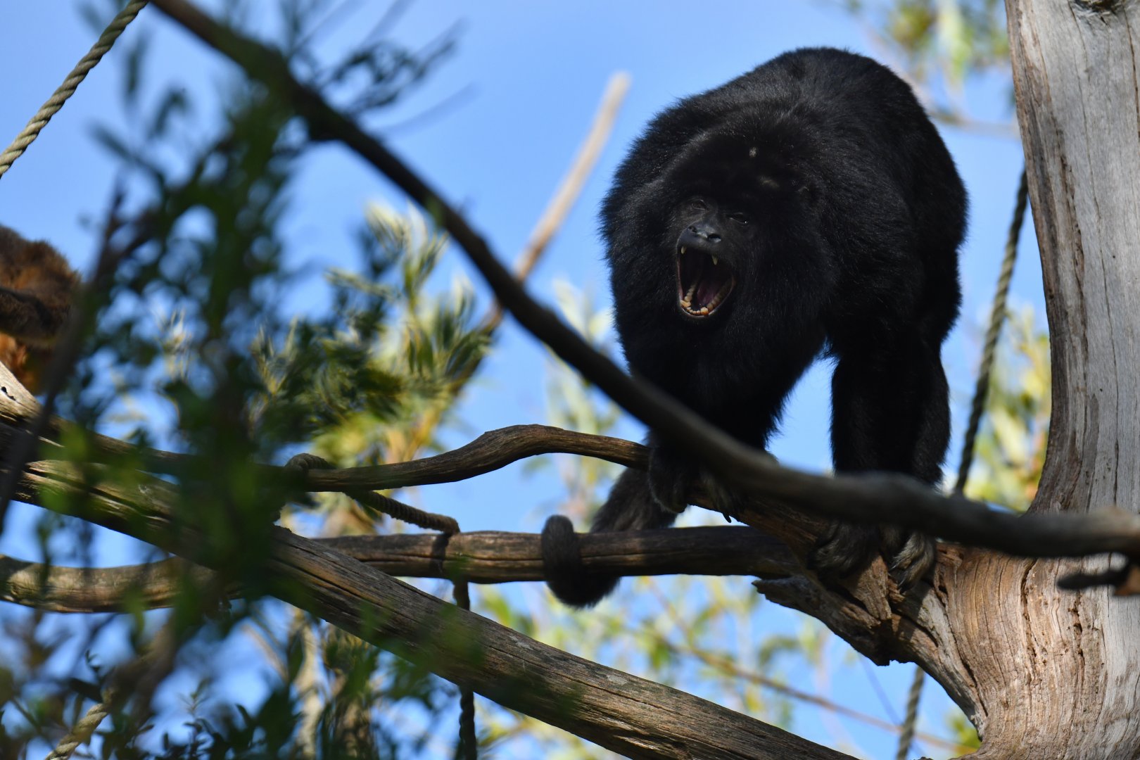 Paraguayan black howler (Alouatta caraya)