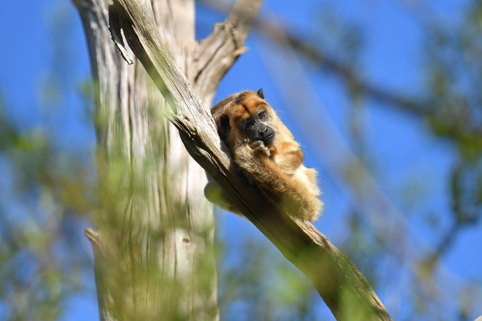 Paraguayan black howler (Alouatta caraya)