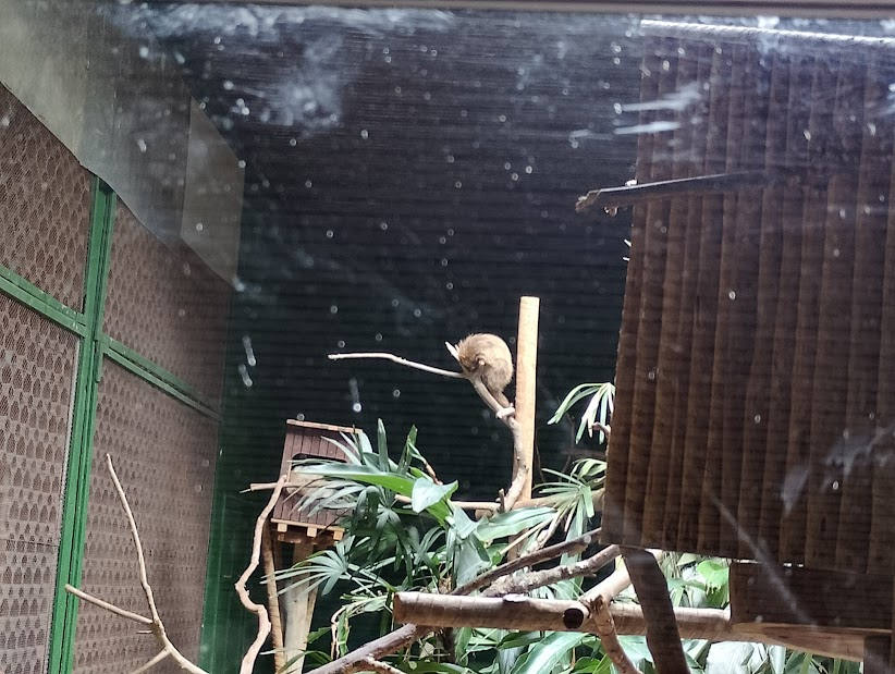 Paraguayan hairy dwarf porcupine