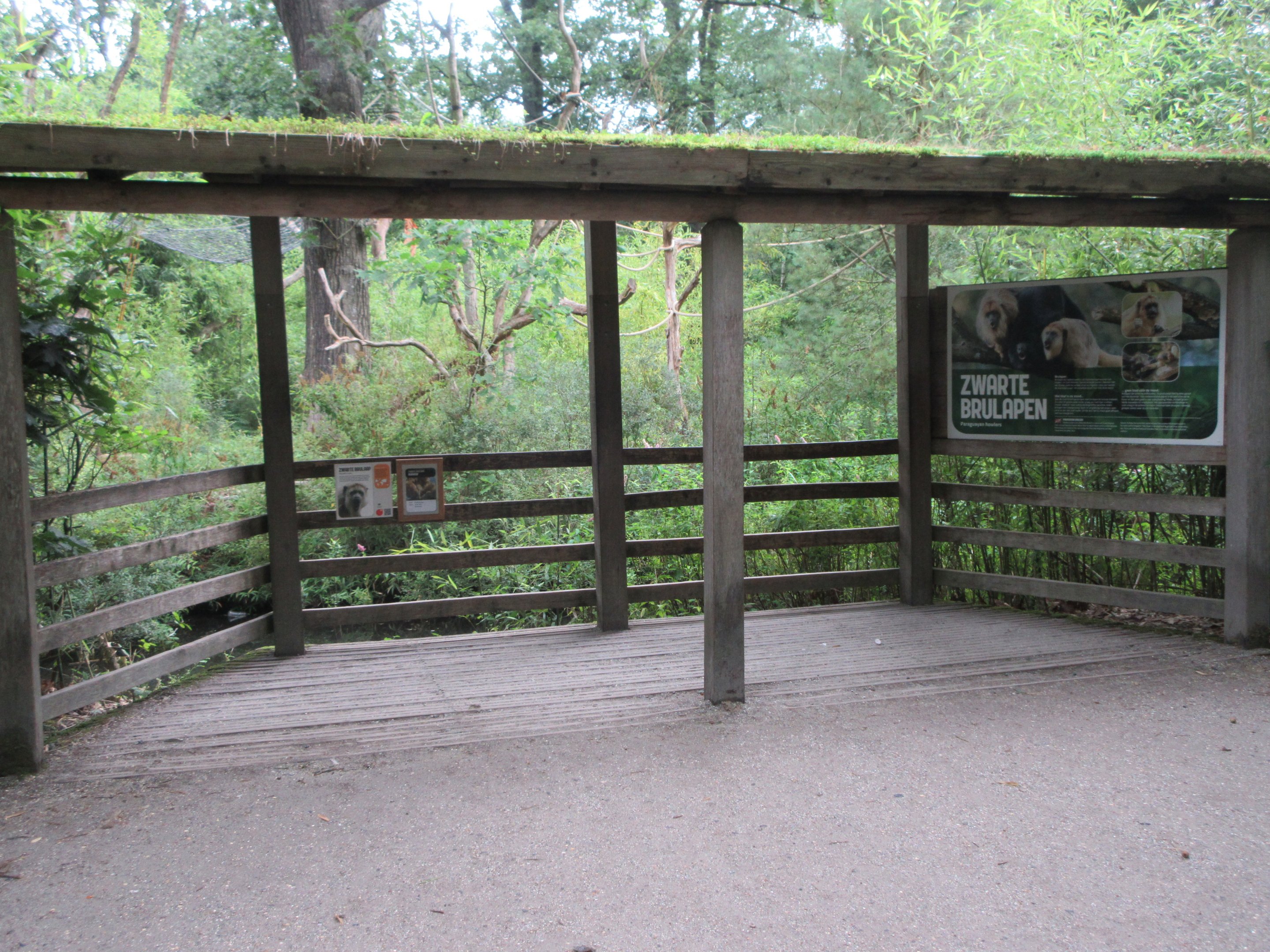 Paraguayan Howler Monkey Exhibit - Viewing Area