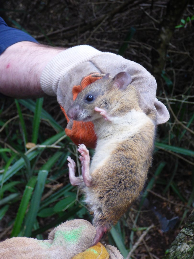 Paraguayan Rice Rat (Sooretamys angouya)