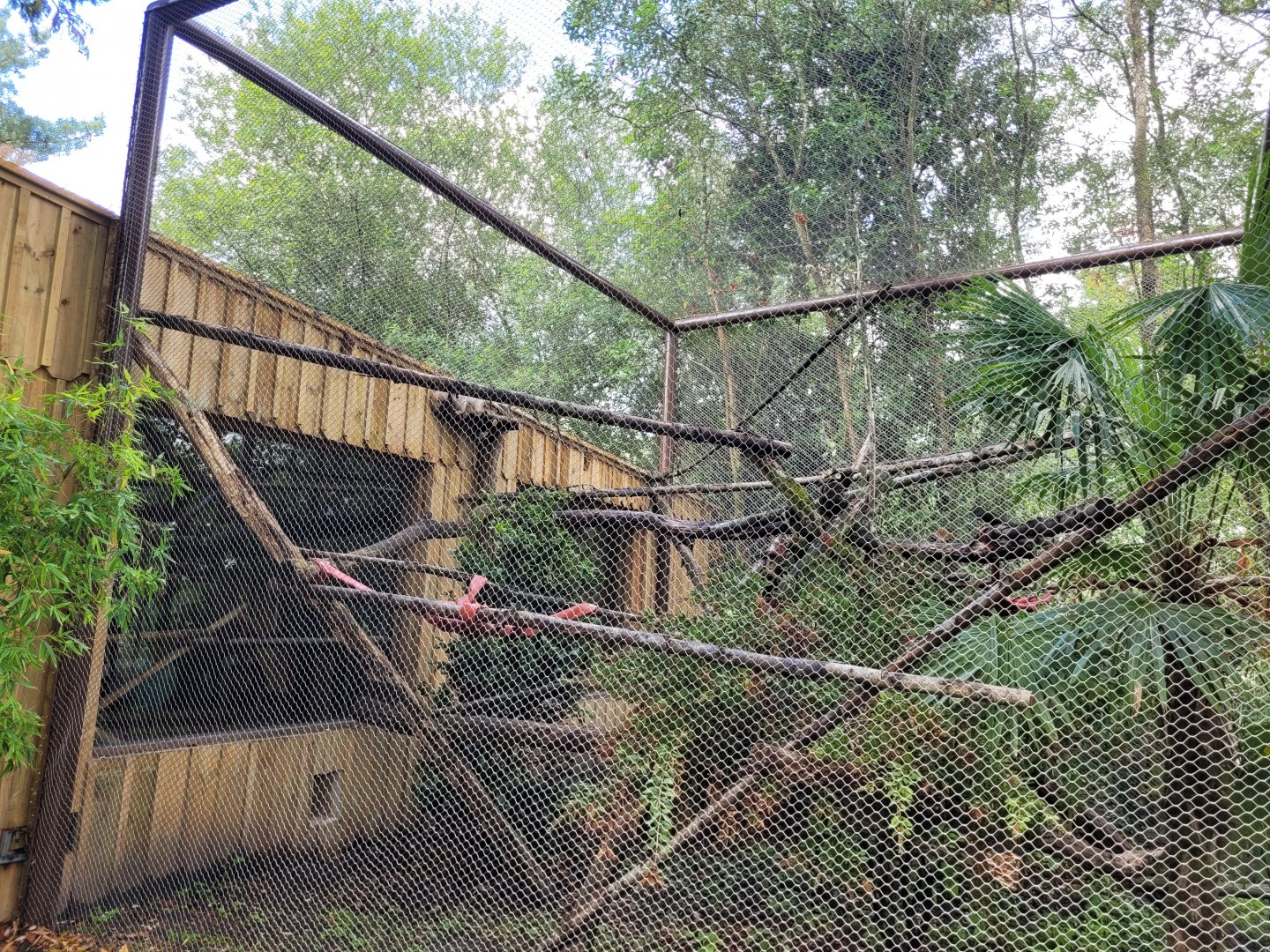 Paraguayan tamandua and Goeldi's marmoset exhibit -Zoo du bassin d'Arcachon (2024)