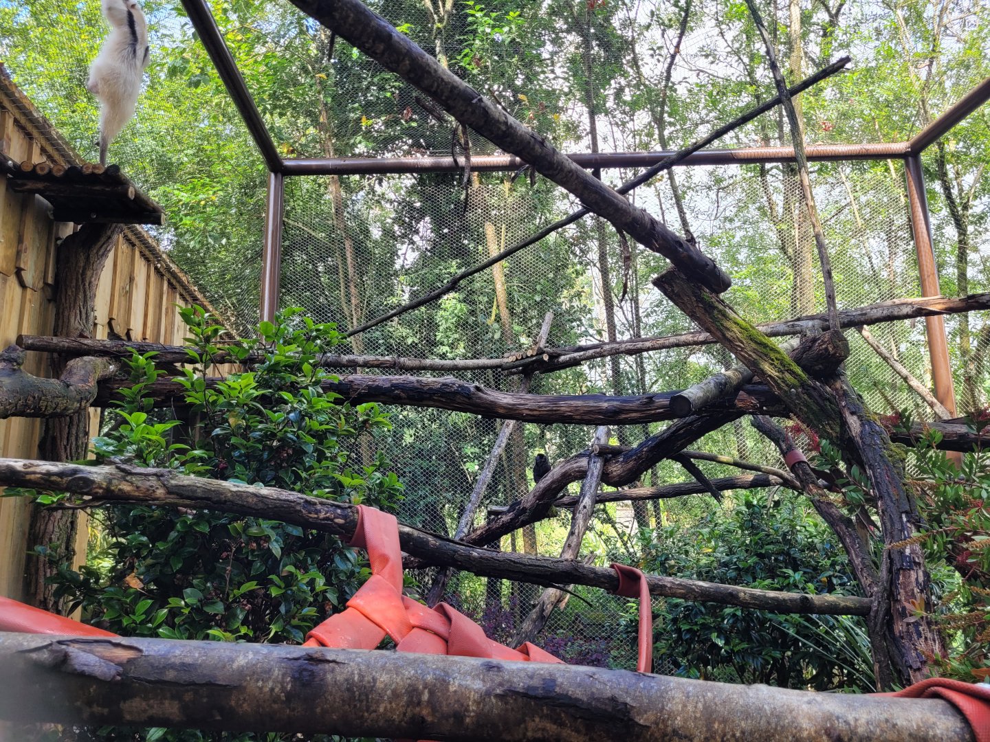 Paraguayan tamandua and Goeldi's marmoset exhibit -Zoo du bassin d'Arcachon (2024)