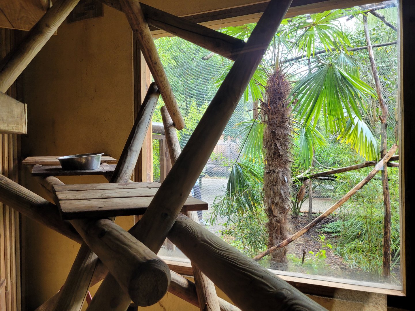 Paraguayan tamandua and Goeldi's marmoset indoors exhibit -Zoo du bassin d'Arcachon (2024)