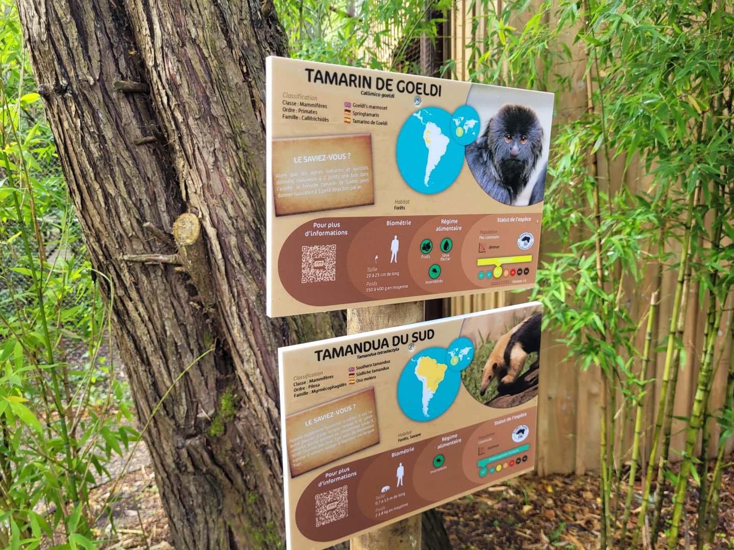 Paraguayan tamandua and Goeldi's marmoset signs -Zoo du bassin d'Arcachon (2024)