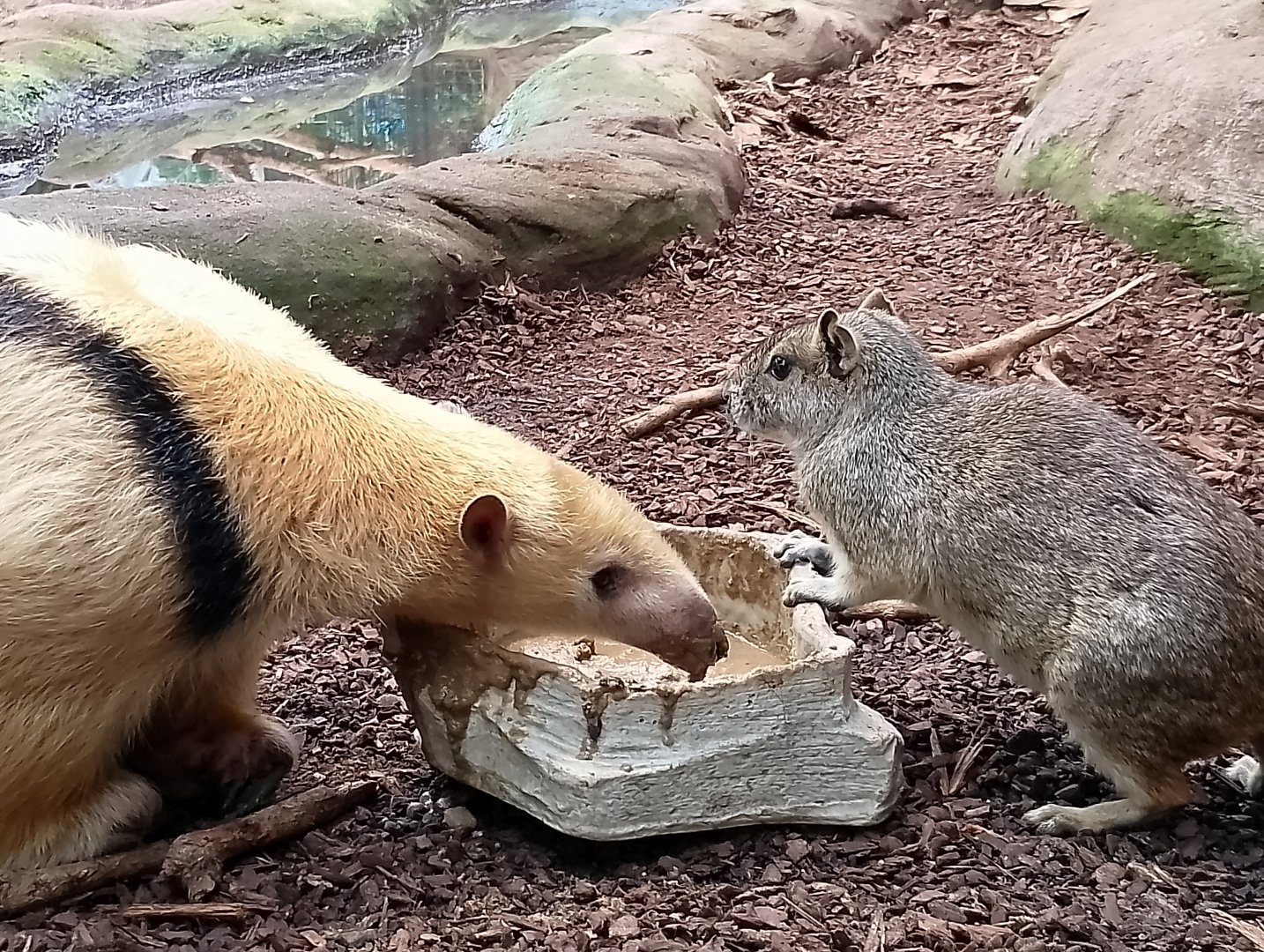Paraguayan tamandua and rock cavy