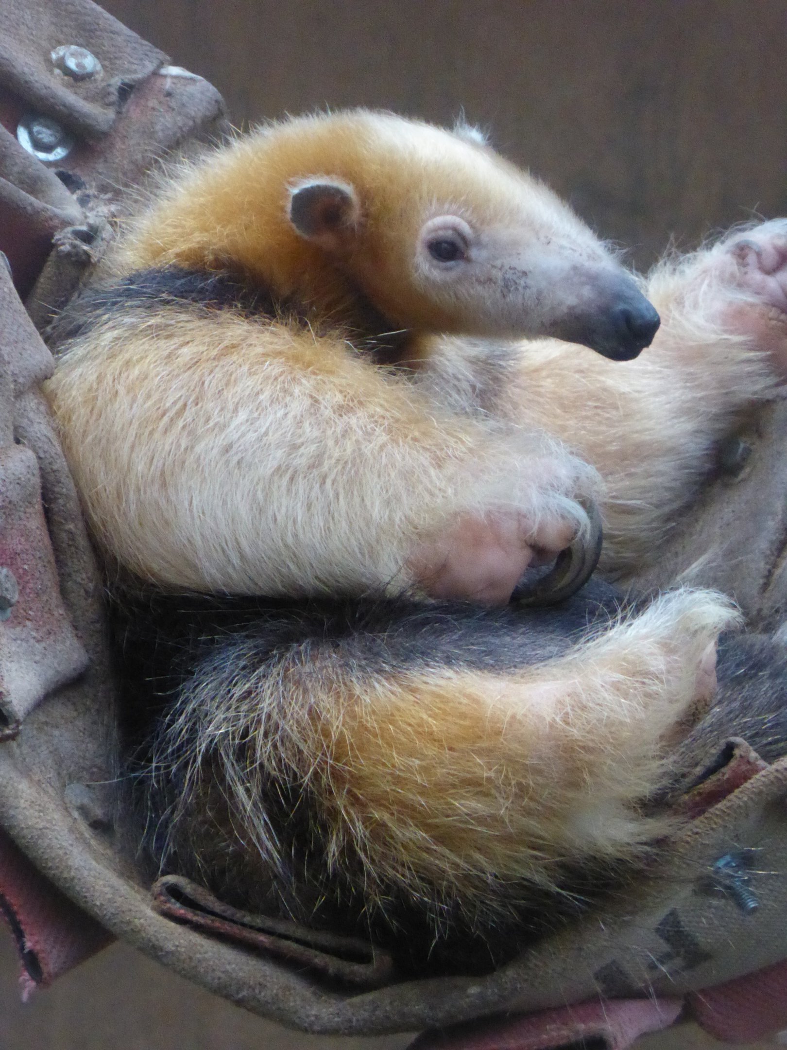 Paraguayan Tamandua (Tamandua tetradactyla straminea) at Zoo Krefeld - February 6th 2018