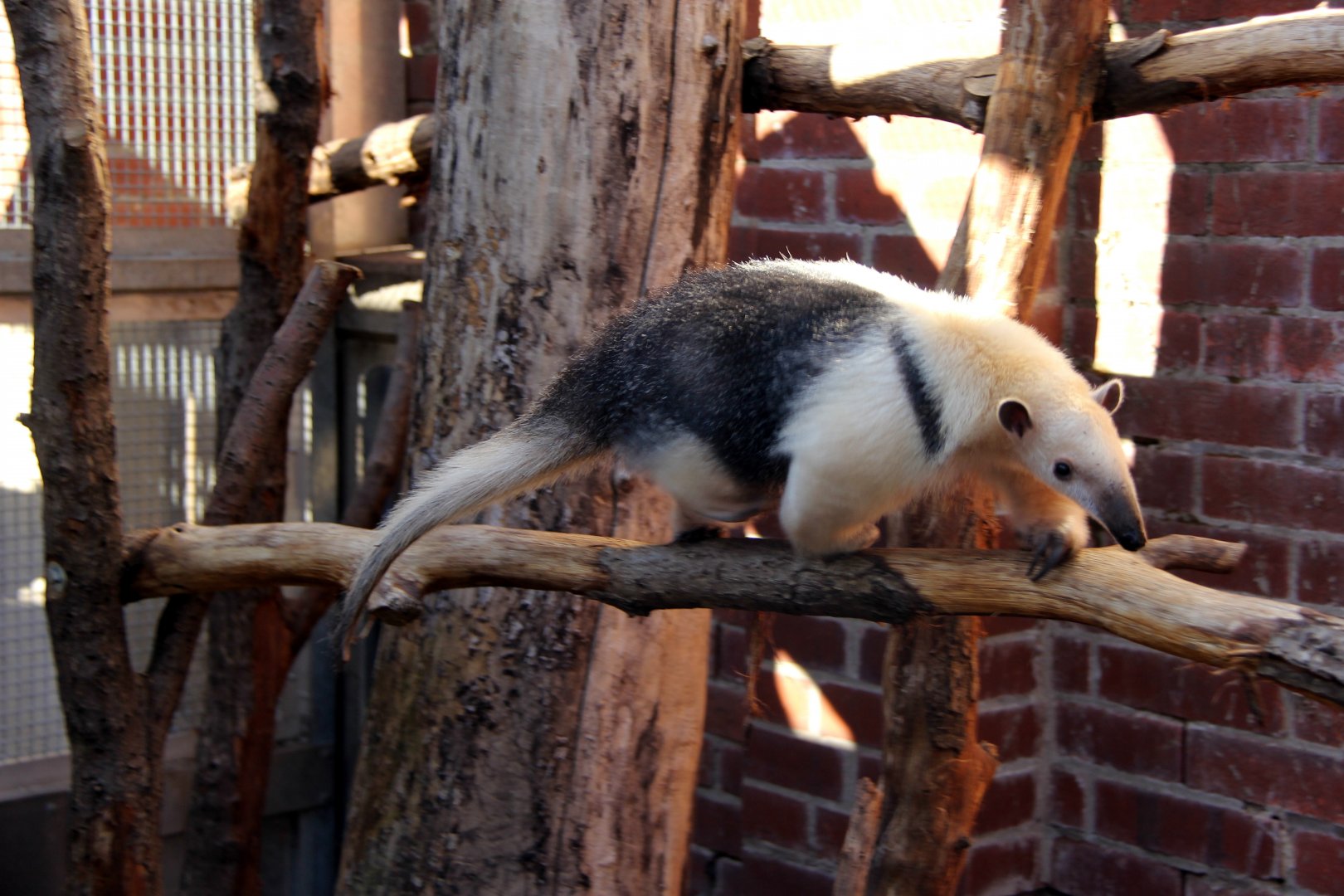 Paraguayan tamandua (Tamandua tetradactyla straminea)