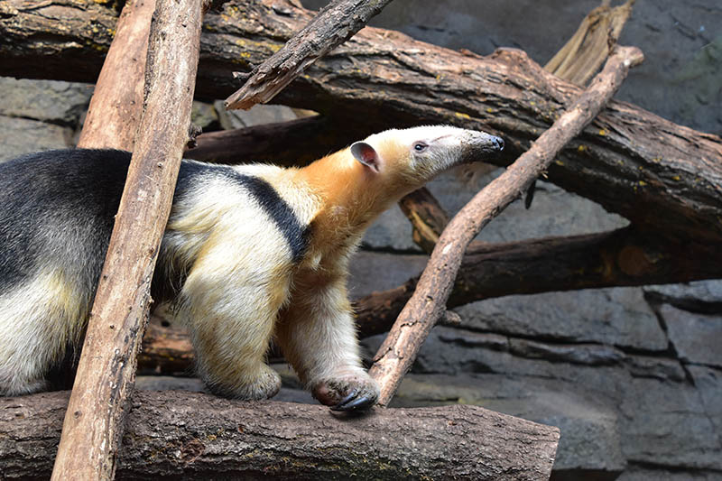 Paraguayan tamandua (Tamandua tetradactyla straminea)