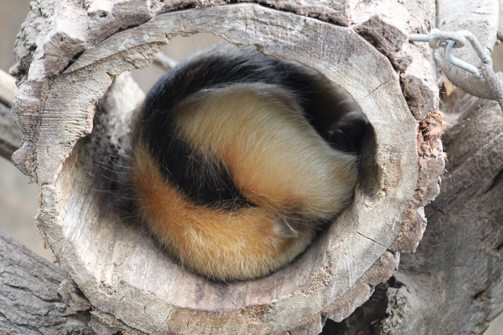 Paraguayan Tamandua
