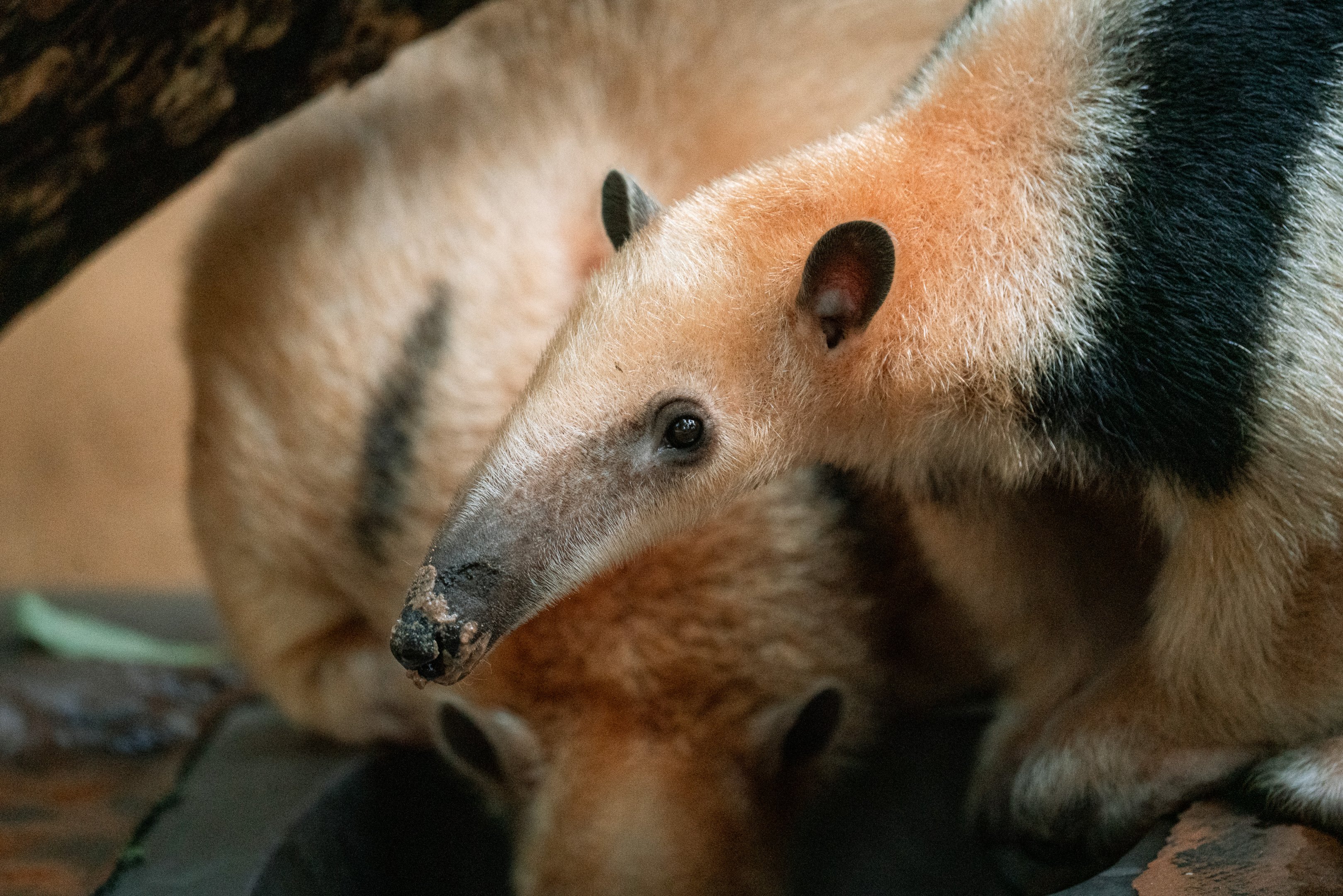Paraguayan tamandua
