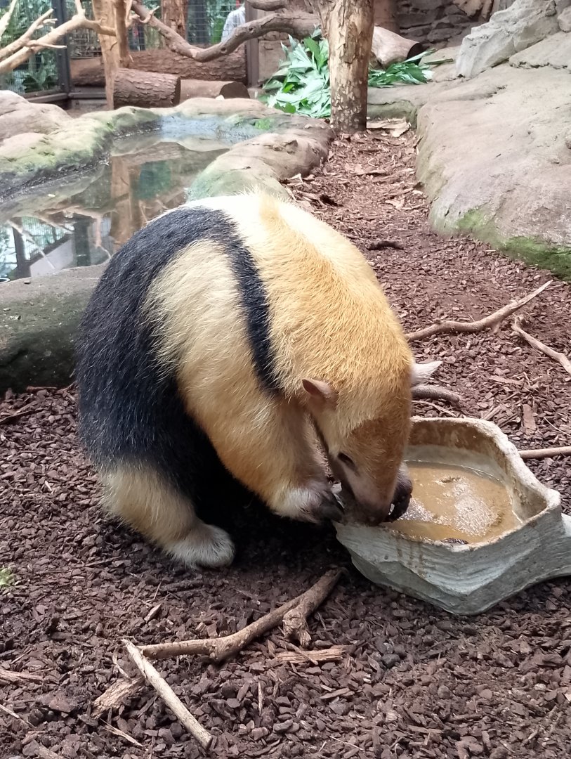 Paraguayan tamandua