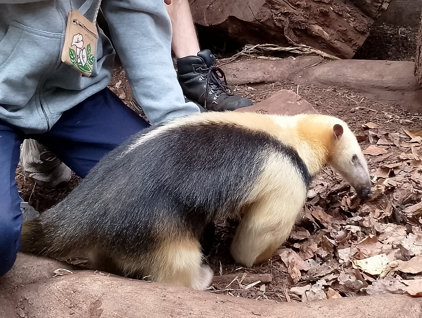 Paraguayan tamandua