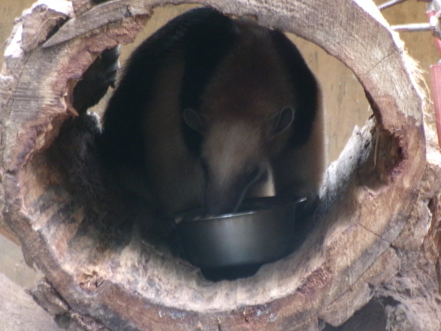 Paraguayan tamandua