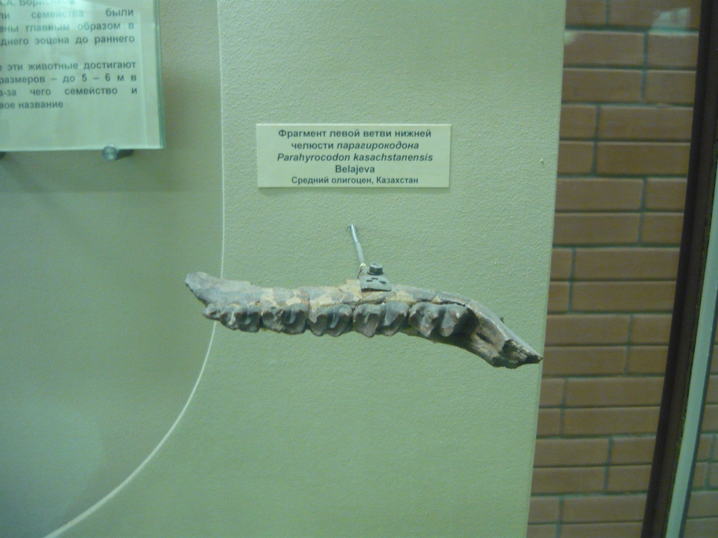 Parahyracodon kazachstanensis lower jaw fragment