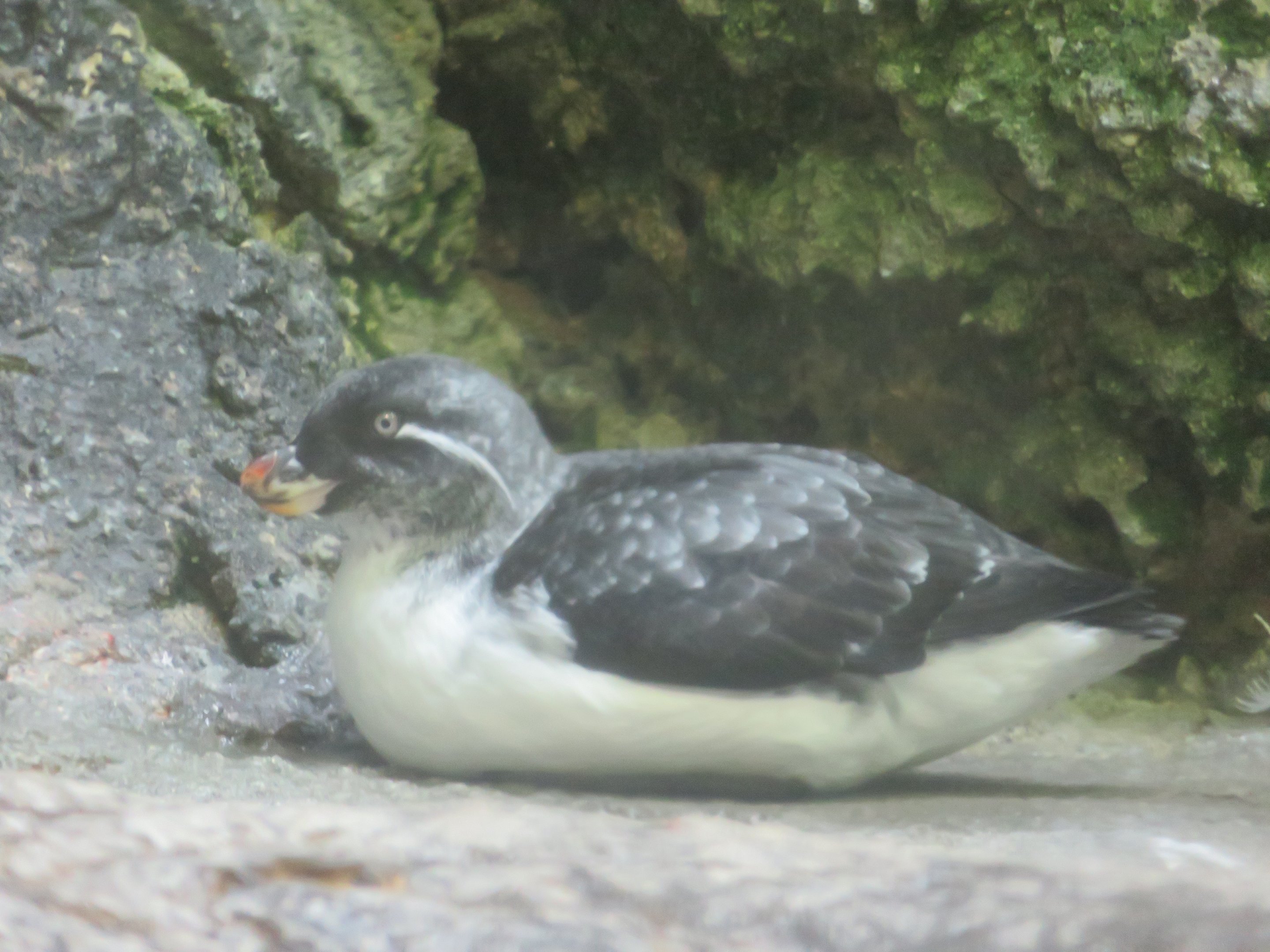 Parakeet Auklet