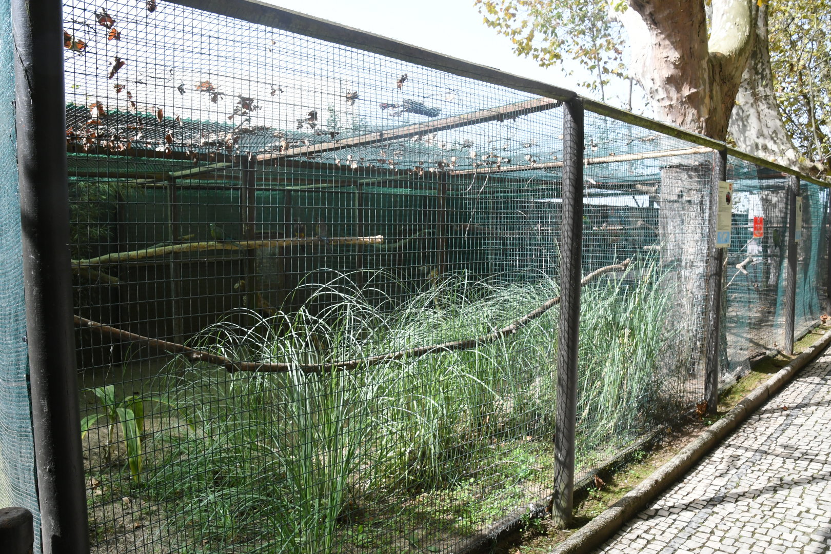Parakeet Aviaries