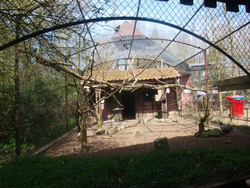 Parakeet aviary (April 19th, 2015)