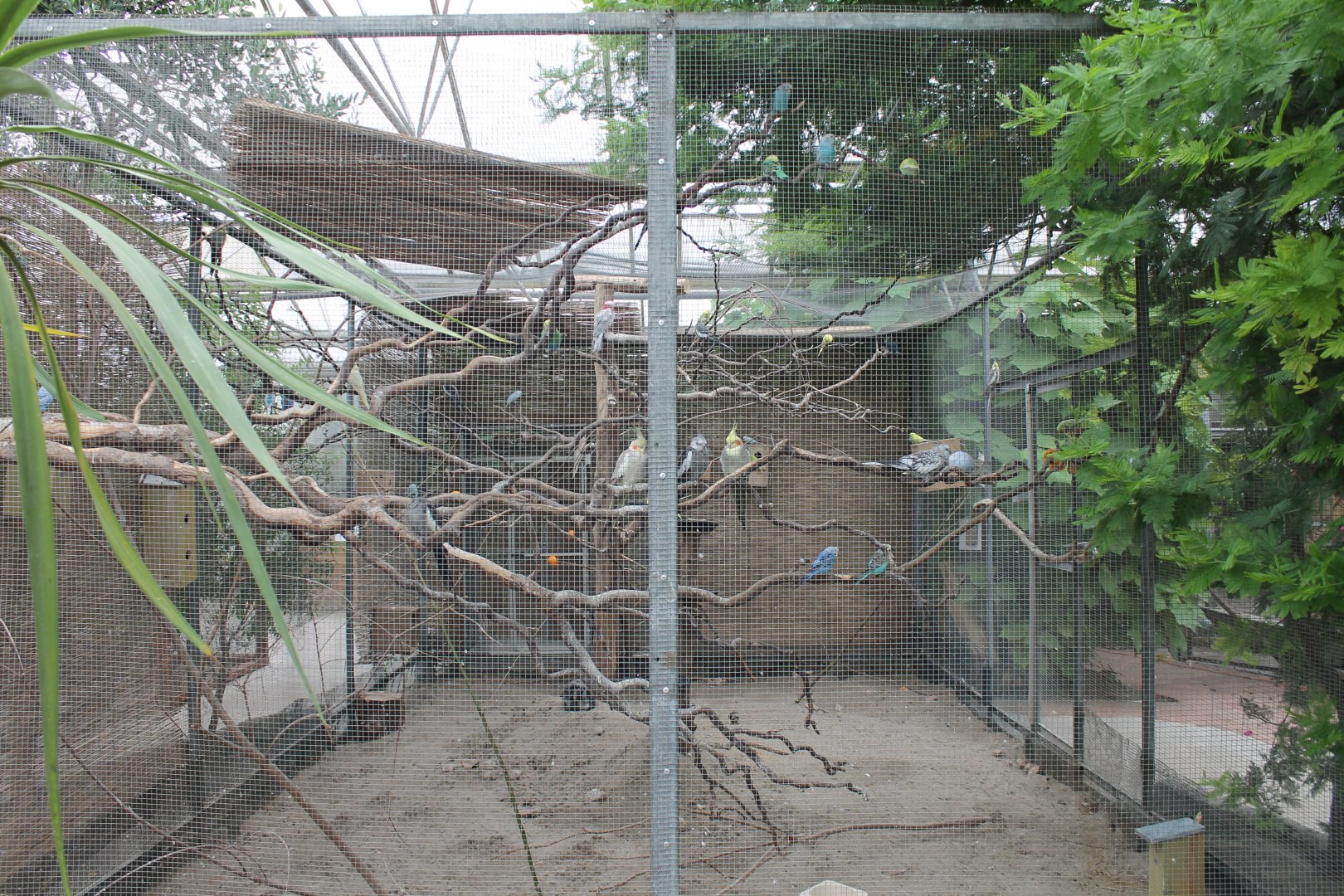 Parakeet-aviary
