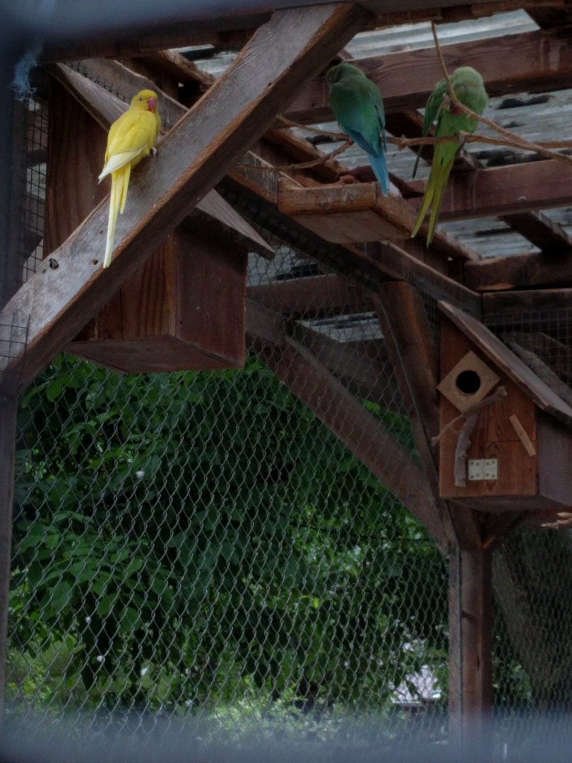 Parakeet aviary