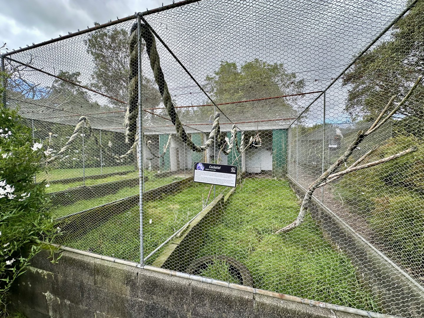 Parakeet/Cockatiel Aviaries