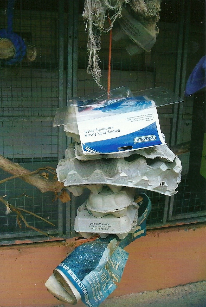 Parakeet enrichment, 13th September 2013